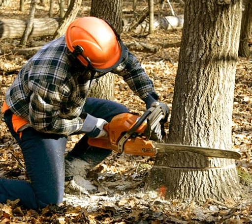Tree Removal in Lawrenceville, VA